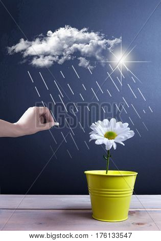 Spring daisy inside a pot with clouds and rain being sketched on a chalkboard