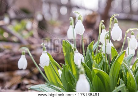 Snowdrop Folded With Water Drops