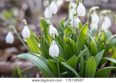 Snowdrop Folded With Water Drops