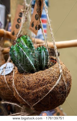 Green single cactus in coconut flower pot on the Amsterdam street outdoor market