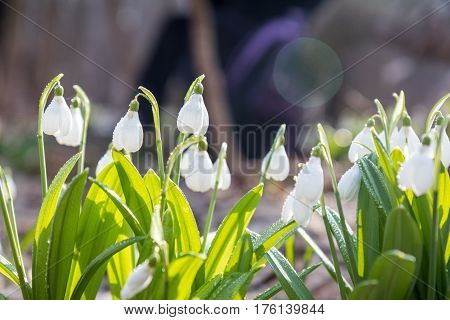 Snowdrop Folded With Water Drops