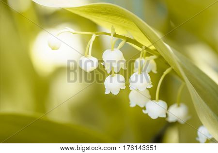 Flower lily of the valley growing in forest in spring closeup natural background