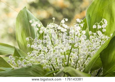 Flower lily of the valley growing in forest in spring closeup natural background
