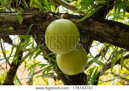 Fresh Crescentia cujete on Calabash Tree in the garden