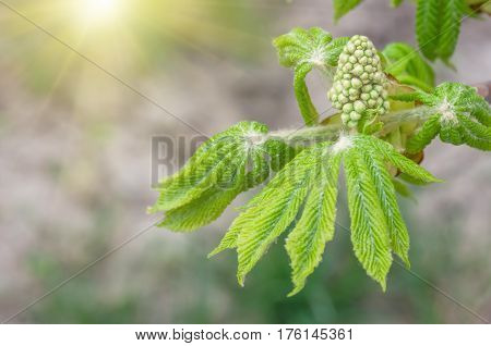 young leaves and flowers buds of a chestnut are born from a bud on branchesin tree in the spring
