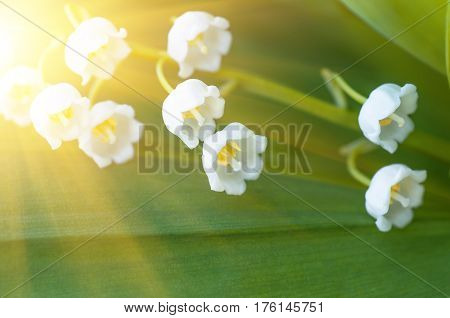 Flower lily of the valley growing in forest in spring closeup natural background