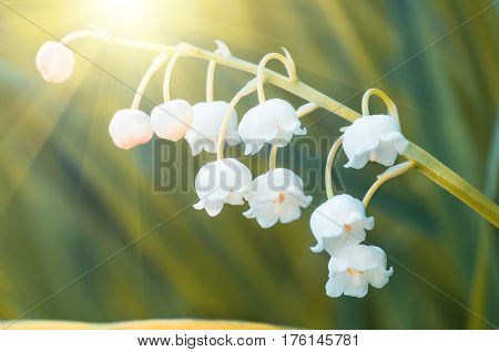 Flower lily of the valley growing in forest in spring closeup natural background