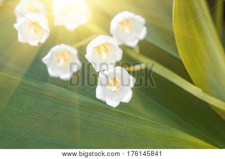 Flower lily of the valley growing in forest in spring closeup natural background