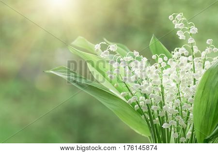 Flower lily of the valley growing in forest in spring closeup natural background