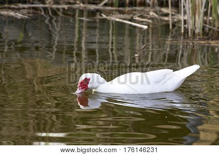 detail of a muscovy duck in massaciuccoli lake