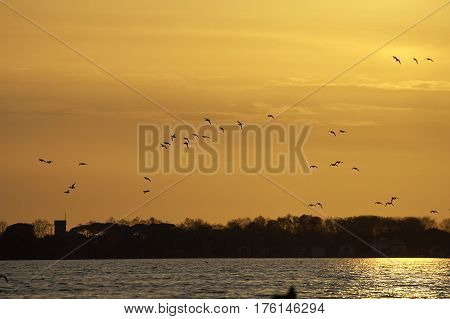 group of anas querquedula against sunset in massaciuccoli lake