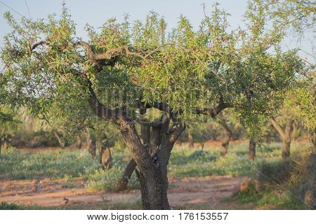 By the village of Vilafames in Castellon