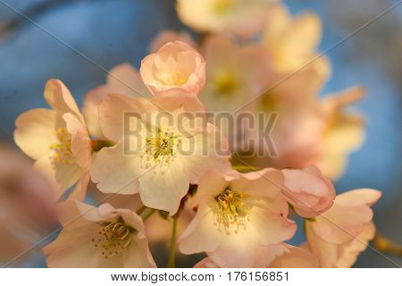 Cherry Blossoms during Cherry Blossom Festival in Washington DC