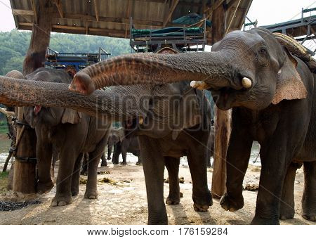 Rural Lifestyle In Thailand