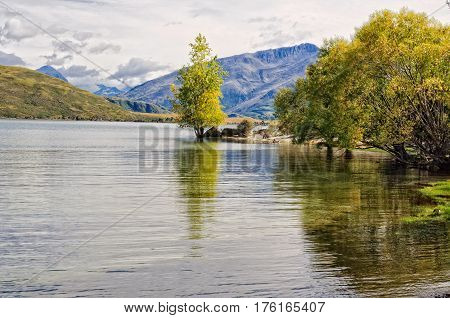 Poplar tree in Glendhu Bay on Lake Wanaka near Mount Aspiring National Park in Otago, New Zealand