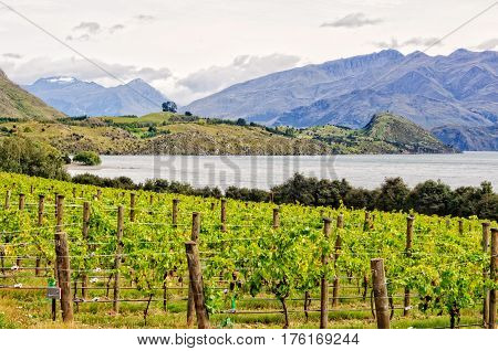 Rippon Vineyard on the shore of Lake Wanaka on the South Island of New Zealand