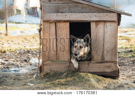 Young Guard Sentry Dog Sits On A Chain In A Kennel