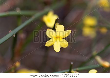 A flower of Winter jasmine (Jasminum nudiflorum)