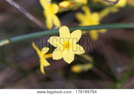 A flower of Winter jasmine (Jasminum nudiflorum)