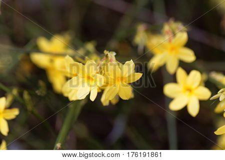 A flower of Winter jasmine (Jasminum nudiflorum)