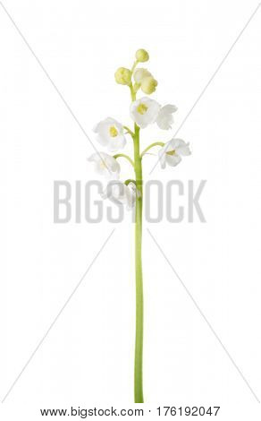 Lily of the Valley isolated on white background.