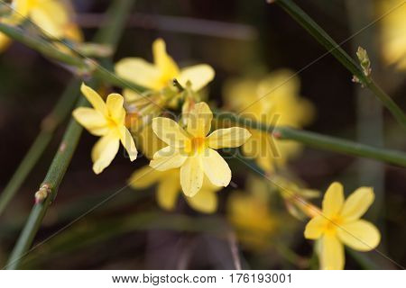 A flower of Winter jasmine (Jasminum nudiflorum)