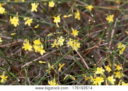 A flower of Winter jasmine (Jasminum nudiflorum)