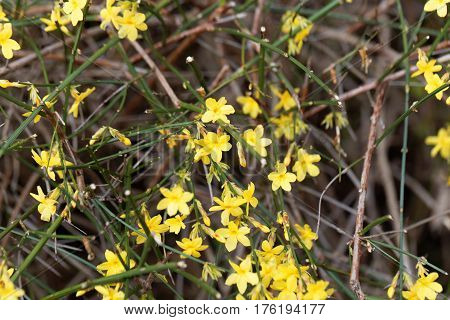 A flower of Winter jasmine (Jasminum nudiflorum)
