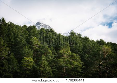Woodland and snow capped mountain range. Navacerrada Madrid Spain