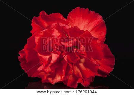 Flowers of red carnation (Dianthus caryophyllus) isolated on black background reflection