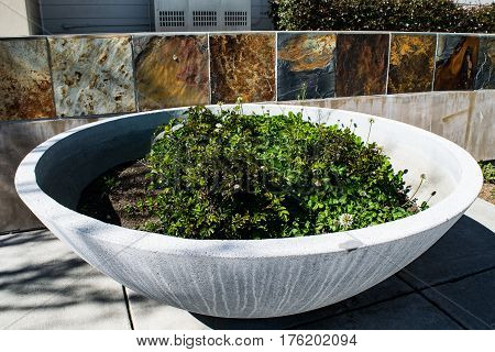 Plants in giant saucer shaped pot bathe in the sun