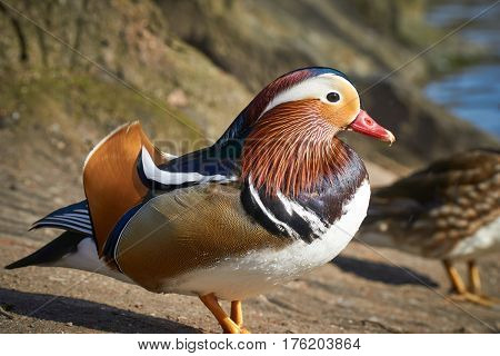 Mandarin duck side view relaxing on a springday