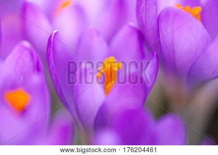 a lot of purple crocuses on green gras