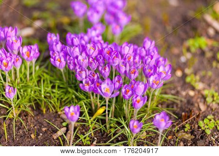 a lot of purple crocuses on green gras