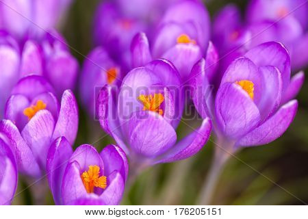 a lot of purple crocuses on green gras