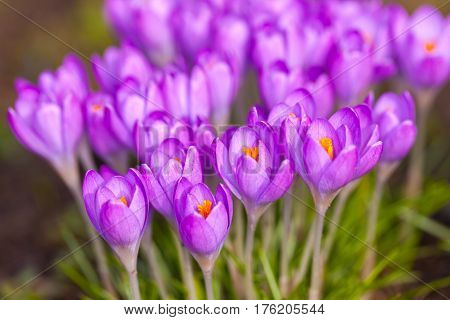 a lot of purple crocuses on green gras