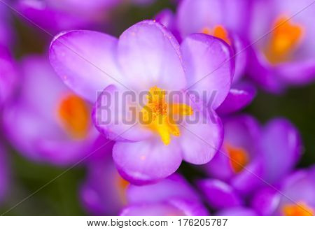 a lot of purple crocuses on green gras