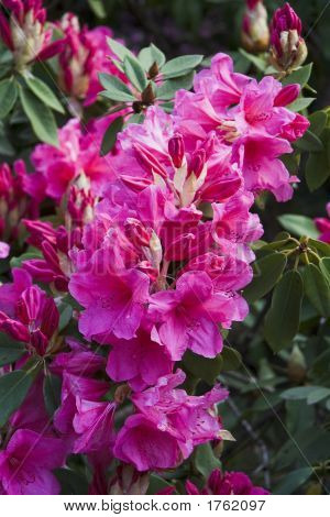 Blumen in Butchart gardens