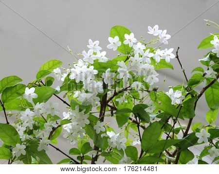 Wrightia religiosa Benth plants are famous growing in Thailand