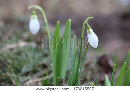 First white galantus or snowdrops in the garden