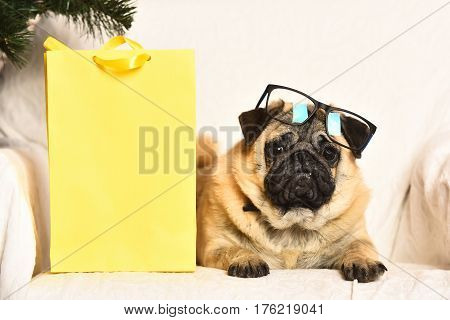 Pug dog with light brown fur and black muzzle wearing glasses sitting on chair near yellow gift package and firry tree
