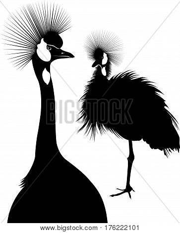 Balearica regulorum. Vector silhouette of standing Crowned Crane. The Cranes. birds The Cranes