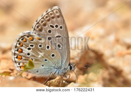 Common Blue or Polyommatus icarus, Small blue butterfly on the ground, natural habitat