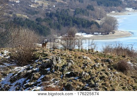 The Wolves Of The Wildlife Area Of Civitella Alfedena