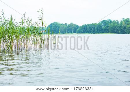 Bad Weather And Lake Shore With Reeds