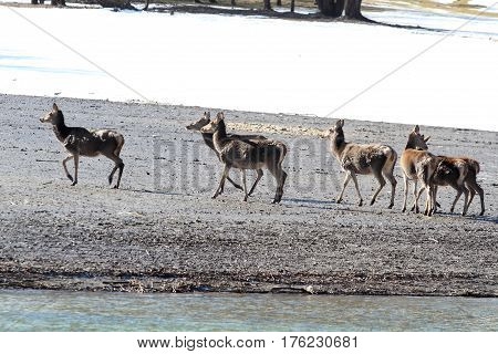 Deer