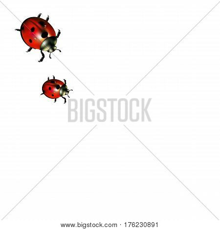 ladybug vector red illustration colored beetle insect