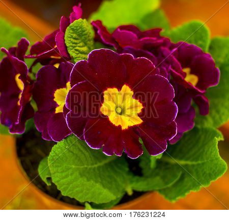 primrose. Perennial primrose and primula in the spring garden. primula flower