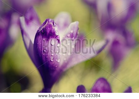 Beautiful violet crocus flower growing on the dry grass with morning dew. The first sign of spring. Seasonal easter background.