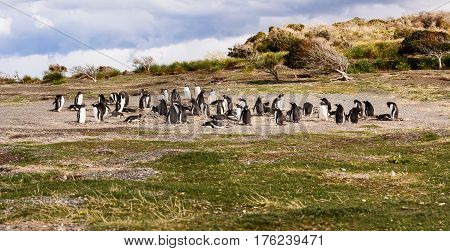 Some King and Papua penguin colony seaside